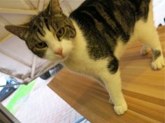 a cat standing on top of a wooden table