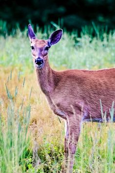 a deer is standing in the tall grass