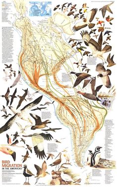 a map with birds flying around it and the words visit the national geograph web site navigate and zoom on this navigation