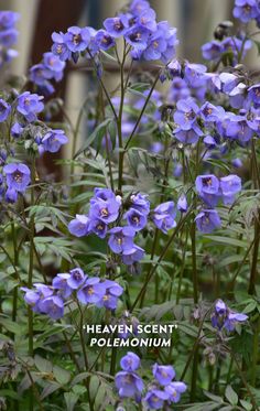 blue flowers with the words heaven sent pelemonniumum in front of them