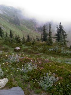 a grassy field with trees and flowers in the foreground on a foggy day