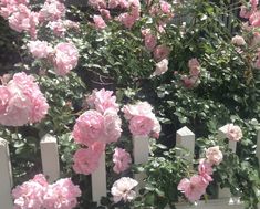 pink roses growing on the side of a white picket fence