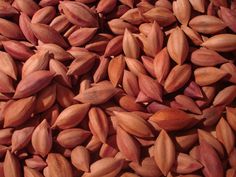 Health benefits of pili nuts Nuts Benefits, Normal Blood Glucose Levels, Healthy Brain