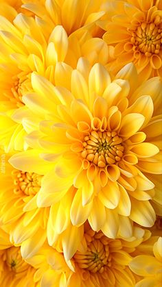 yellow flowers are shown close up in this image, the petals appear to be very large