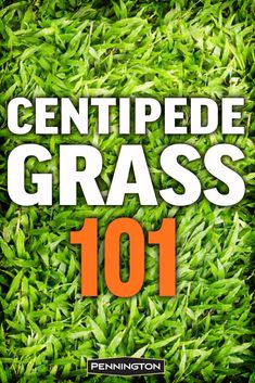 an image of grass with the words, centipede grass 101