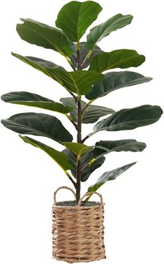 a plant in a wicker basket on a white background