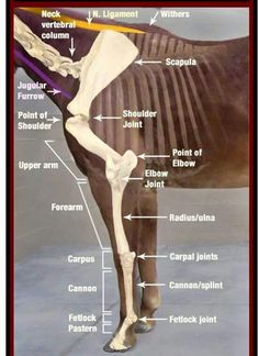 the horse's bones are labeled in this diagram