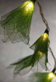 two green leaves hanging from a string with lights on them and some strings attached to it