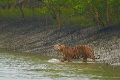 a tiger walking across a body of water