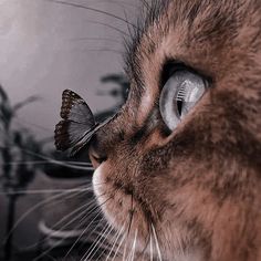 a close up of a cat with a butterfly on it's nose looking at something