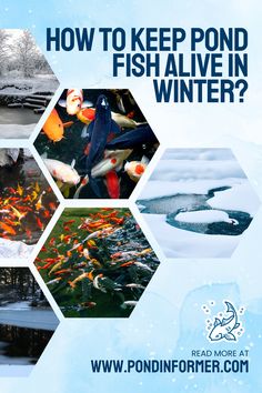 Article about keeping pond fish alive during winter, covering essential methods for maintaining a healthy pond environment.

Winter pond fish care, Pond fish survival tips, Winter pond maintenance, Pond heating methods