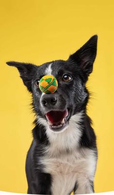 a black and white dog with a ball in it's mouth on a yellow background