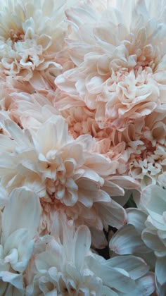 a bunch of white flowers with pink centers