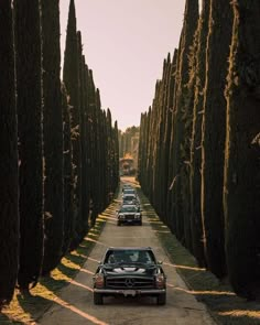 two cars are parked in the middle of an alley lined with tall, thin trees