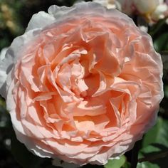 a pink rose is blooming in the garden