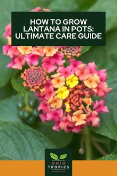 the title image for how to grow lantana in pots ultimate care guide by tropics