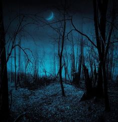 a dark forest filled with lots of trees under a full moon lit up in the sky