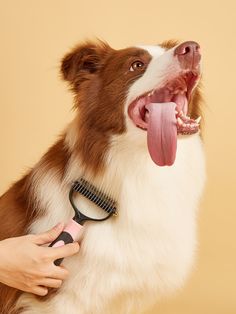 a brown and white dog with it's mouth open holding a comb