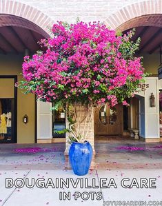 a large blue vase filled with purple flowers on top of a cement floor next to a building