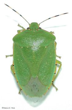 a green bug on a white background