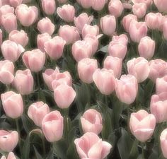 many pink tulips are blooming in the field