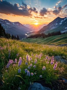 the sun is setting over mountains with wildflowers