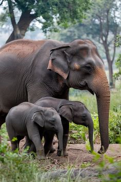 an adult elephant and two baby elephants walking in the grass with trees in the background