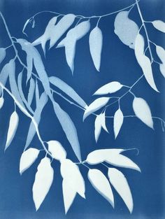 the branches of a tree with white leaves against a blue background