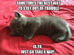 a gray cat sleeping on top of a red bed with caption that reads, sometimes the best way to stay out of trouble is to just go take a nap