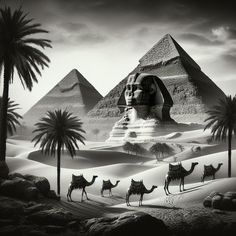 black and white photograph of egyptian pyramids with camels