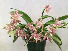 a potted plant with pink and white flowers