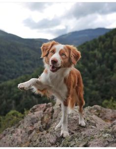 a brown and white dog standing on top of a mountain