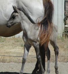 two horses standing next to each other on a dirt ground near a fenced in area