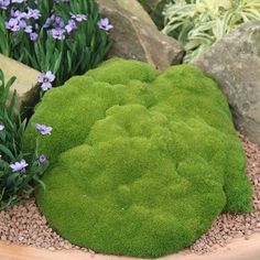 green moss growing on the ground next to some rocks and flowers in a flower pot