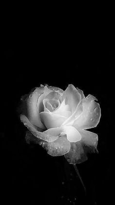 a black and white photo of a rose with water droplets on it's petals