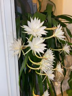 white flowers are hanging from the side of a window sill in front of a green plant