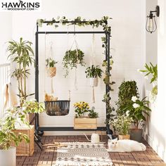 a cat is laying on the floor in front of some houseplants and hanging plants