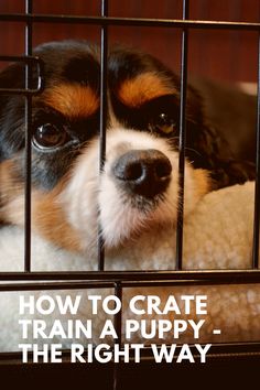 a dog in a cage with the words how to crate train a puppy the right way