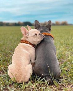 two dogs are sitting in the grass with their heads on each other's back