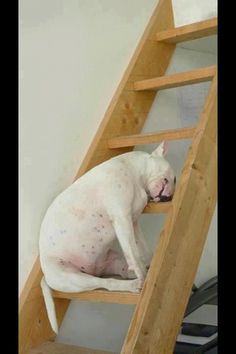 a white dog sitting on top of a wooden ladder