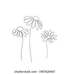 three daisies on a white background