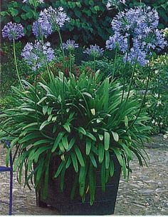 a potted plant sitting in the middle of a garden