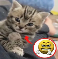 a kitten is sitting on top of someone's lap and has an emoticive expression