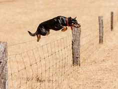 a dog jumping over a fence to catch a frisbee