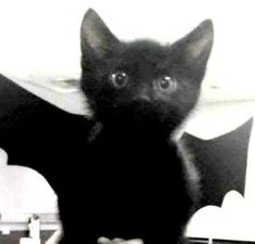 a black cat sitting on top of a table