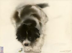 a black and white dog standing in the snow