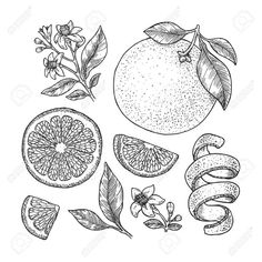 oranges with leaves and ribbons drawn in black ink on white paper stock photo, clipping