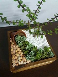 a potted plant sitting on top of a wooden table next to rocks and gravel