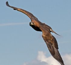 a large bird flying through the air with its wings spread out and it's beak extended