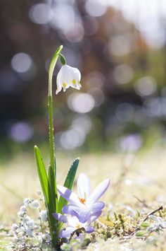 two small white flowers sitting in the grass